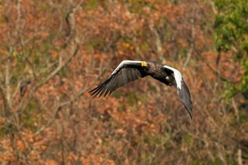 きれいに紅葉した山をバックに悠然と飛ぶオオワシの飛翔シーン