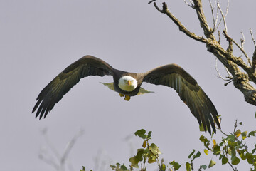 Bald eagle at White Rock Lake, Dallas, Texas.