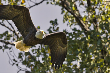 Bald eagle at White Rock Lake, Dallas, Texas.
