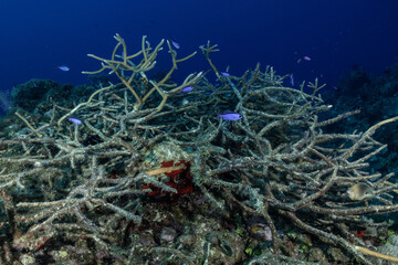 Fototapeta na wymiar A sad sight underwater as a section of precious reef has died. Fish still swim around the structure of staghorn coral but the colonies of polyps have long since died of disease.