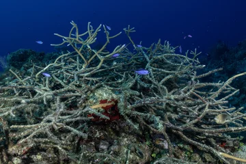  A sad sight underwater as a section of precious reef has died. Fish still swim around the structure of staghorn coral but the colonies of polyps have long since died of disease. © drew