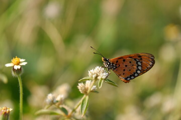 Fototapeta na wymiar beautiful butterfly on a flower