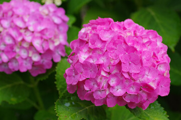 ピンクのあじさい
