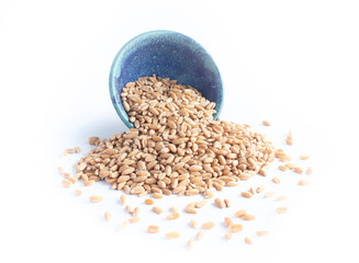 Organic Spelt Grains Spilling out of Blue Pottery Bowl with Scattered Berries Isolated on White