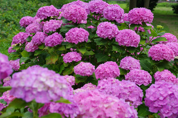 ピンクのあじさい
