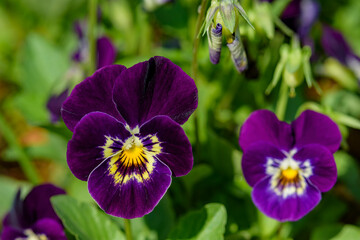 Close up Viola flowers blooming in the garden with a blurred background in spring