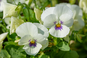 Close up Viola flowers blooming in the garden with a blurred background in spring