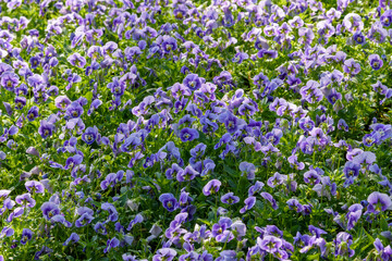 Naklejka premium Viola flowers blooming in the garden