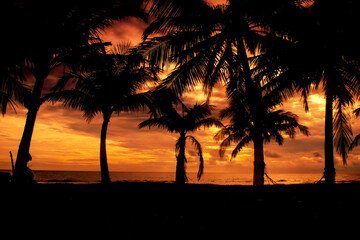 Tropical sunset at golden hour with palm trees