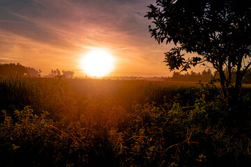 Sunset view in the farmland with tree silhouette