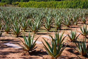 neat garden of aloe vera and various succulents grown in the dry soil