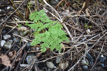 Baby Raspberry Plant