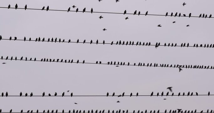 Birds flying and sitting on wires.