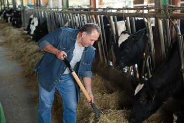 Confident senior man working of dairy farm, feeding cows