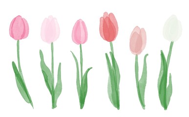 水彩画。水彩画のチューリップイラスト。ピンクのチューリップの花束。Watercolor painting. Watercolor tulip illustration. A bouquet of pink tulips.