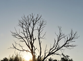 Fototapeta na wymiar tree silhouette against the sky