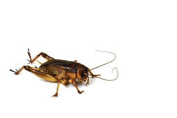 cockroach isolated on white