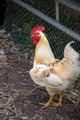 Rooster in pen on hot day