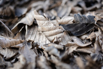 Background of stack dry leaves on ground