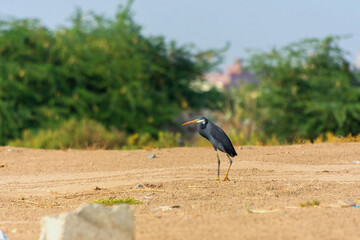 Great Blue Heron