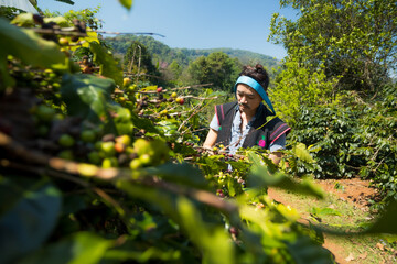 Asia man farmer harvesting coffee bean in the coffee plant