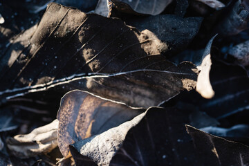 Background of stack dry leaves on ground