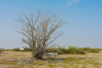 Leavless lonly tree