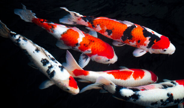 Koi fish swimming in a clear fish pond, taken from the top view.