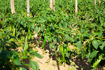 Fototapeta na wymiar Bell peppers sprouts grow on the field using wooden sticks
