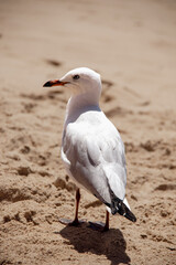 Seagull standing on sand at beach