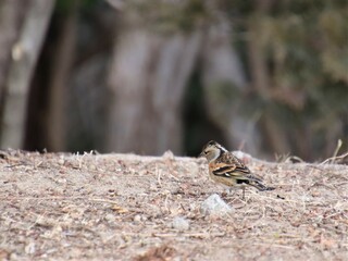 地面を歩き回る小鳥