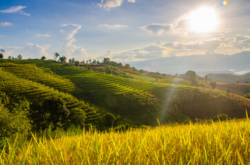 Scenery of golden rice fields Soft focus of rice field landscape with sunset. Located Pa Bong Piang coordinates, Chiang Mai.