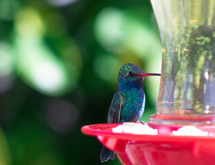 Broad-billed hummingbird cynanthus latirostris
