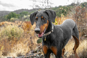 Doberman en el bosque mexicano en el cerro del ajusco de la ciudad de M&eacute;xico
