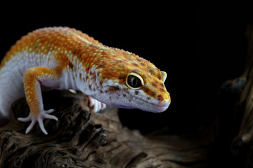 Leopard gecko on a black background