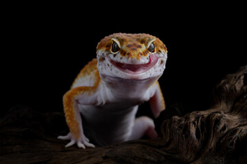 Leopard gecko on a black background