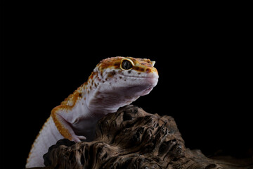 Leopard gecko on a black background