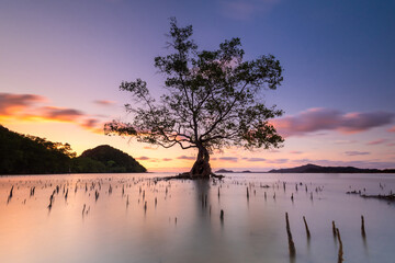 lonely tree during high tides in a beach with purple and orange sunrise in Malaysia