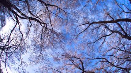 満開の桜と青空のコントラスト