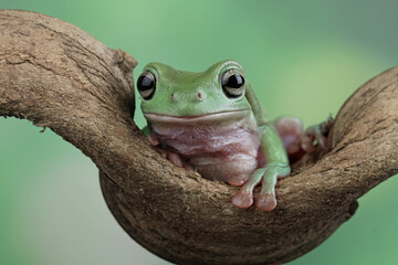 Australian green tree frog