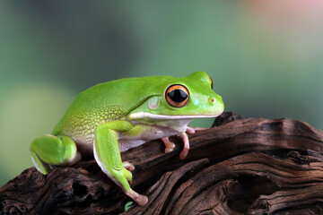 White lipped tree frog, green tree frogs