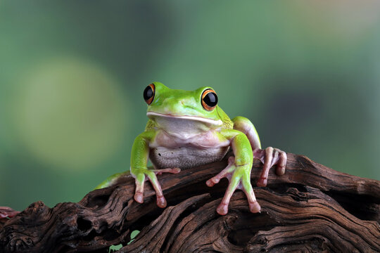 White lipped tree frog, green tree frogs