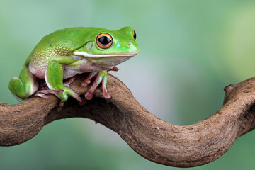 White lipped tree frog, green tree frogs