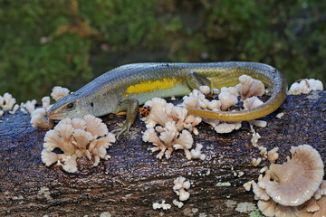 An adulit common sun skink is sunbathing before starting his daily activities. This reptile has the...