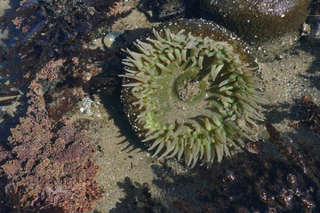 A closeup of a green sea anemone under the water surrounded by sea plants - Powered by Adobe