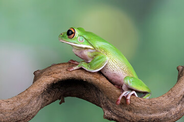 White lipped tree frog, green tree frogs