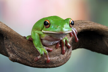 White lipped tree frog, green tree frogs