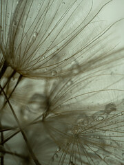 Dandelion on a gray background macro. Fluffy. Selective focus