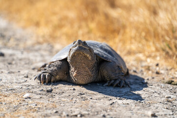 Common Snapping Turtle lying on the ground. Turtle in its natural habitat.