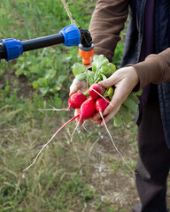 Fototapeta premium Cropped image of woman washing fresh radish with water from tap on agriculture field